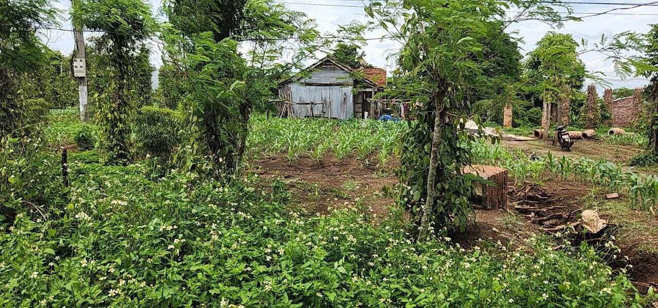 Đất liền kề thôn 7 Ea Drông 500m² giá 520 triệu - Cơ hội đầu tư hấp dẫn!