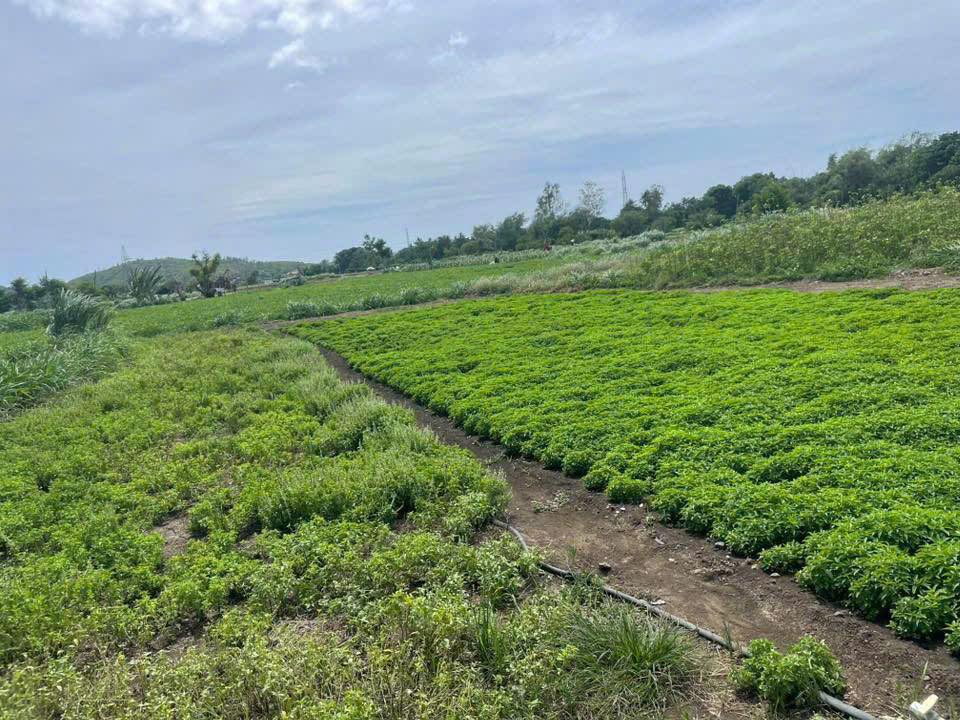 Đất nông nghiệp An Hiệp, Tuy An 720m² giá chỉ từ 10 triệu - Sổ hồng chính chủ!