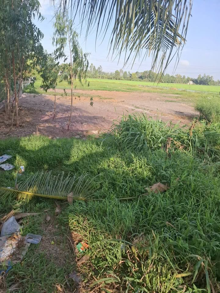 Đất Farm 4330m² tại Thị trấn Châu Thành, Sóc Trăng - Vị trí trung tâm, giá chỉ 1 tỷ!