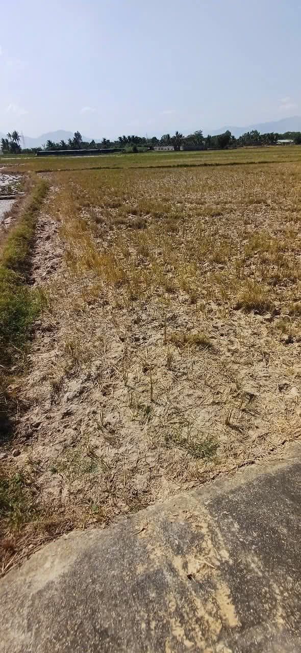 Đất nông nghiệp Diên Sơn, Diên Khánh 1.445m² giá 160 triệu - Cơ hội đầu tư tuyệt vời!