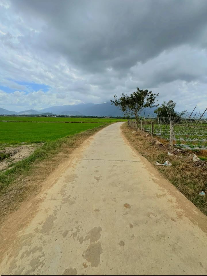 Đất ruộng Phú Hoà Tân Định 676m² giá chỉ 300 triệu - Cơ hội đầu tư hiếm có!