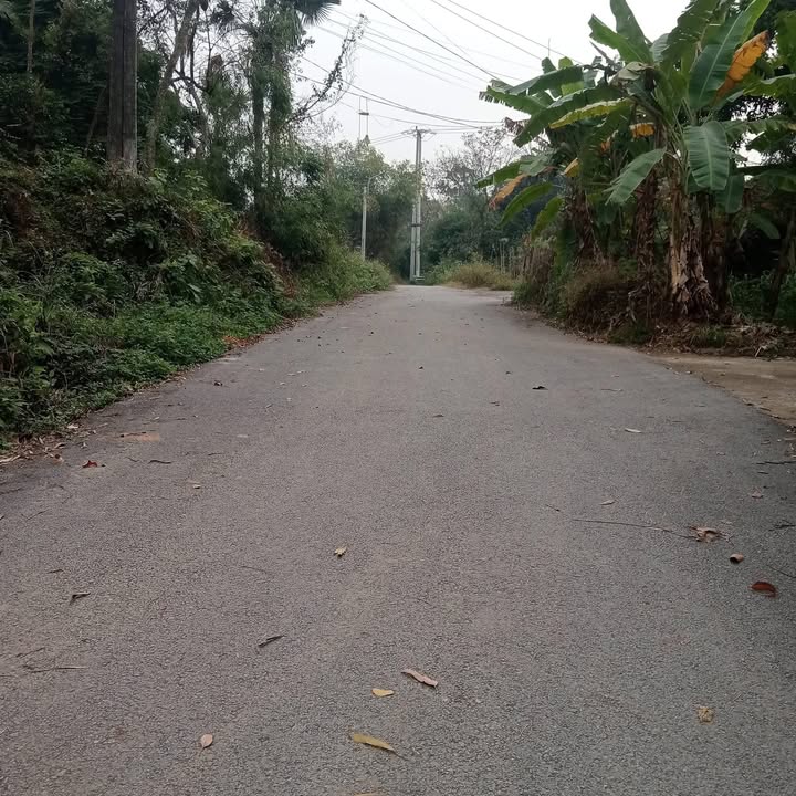 Đất thổ cư thôn Hoa Cao, Sông Lô, 250m² - Cơ hội đầu tư hấp dẫn!