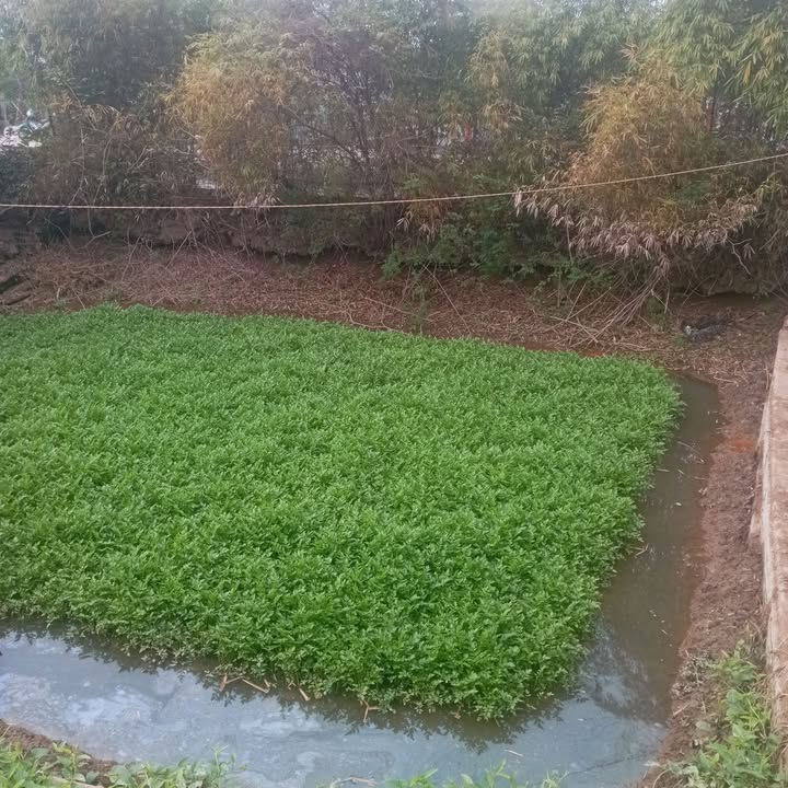 Đất nền xã Bắc Thái Ninh, huyện Thái Thụy 265m² giá chỉ 900 triệu - Sổ đỏ chính chủ!