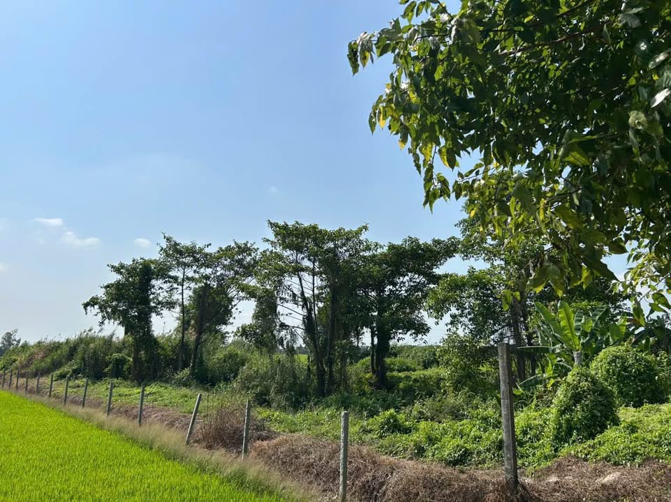 Đất nông nghiệp 5.143m² Kênh Tây Thạnh 1 - Giá tốt thương lượng!