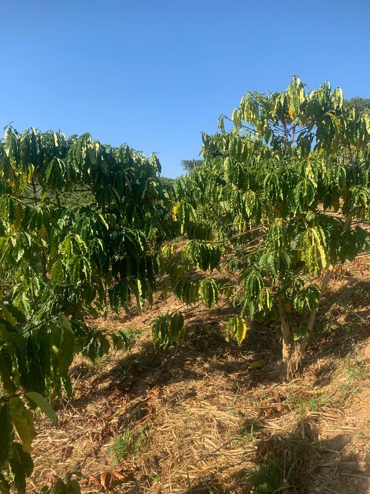 Đất nền 3 sào ở Tân Văn, Lâm Hà - Giá chỉ 1.25 tỷ - Sổ hồng chính chủ!