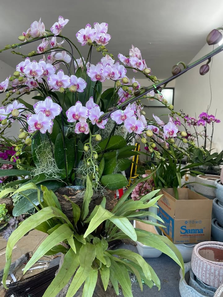 Đất đầu tư 8 xào tại xã Quảng Tân, huyện Tuy Đức - Giá chỉ 1.4 tỷ!