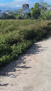 Đất nền chính chủ Thị trấn Đinh Văn 150m² giá 1.15 tỷ - Cơ hội đầu tư tuyệt vời!