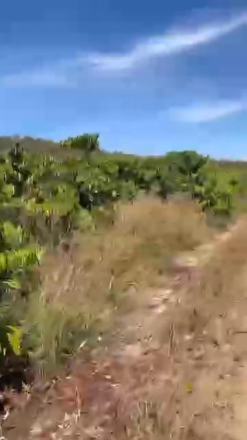 Farm 7052m² tại xã Kroong, TP Kon Tum - Đầu tư sinh lời với 900 cây cà phê!