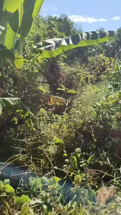 Đất nền Farm 1.4ha tại xã Ia Kriêng, huyện Đức Cơ, Gia Lai giá chỉ 950 triệu - Cơ hội đầu tư hấp dẫn!