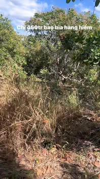 Đất Farm 1.2ha tại xã Ia Boòng, huyện Chư Prông, giá chỉ 450 triệu - Đầu tư sinh lời ngay!