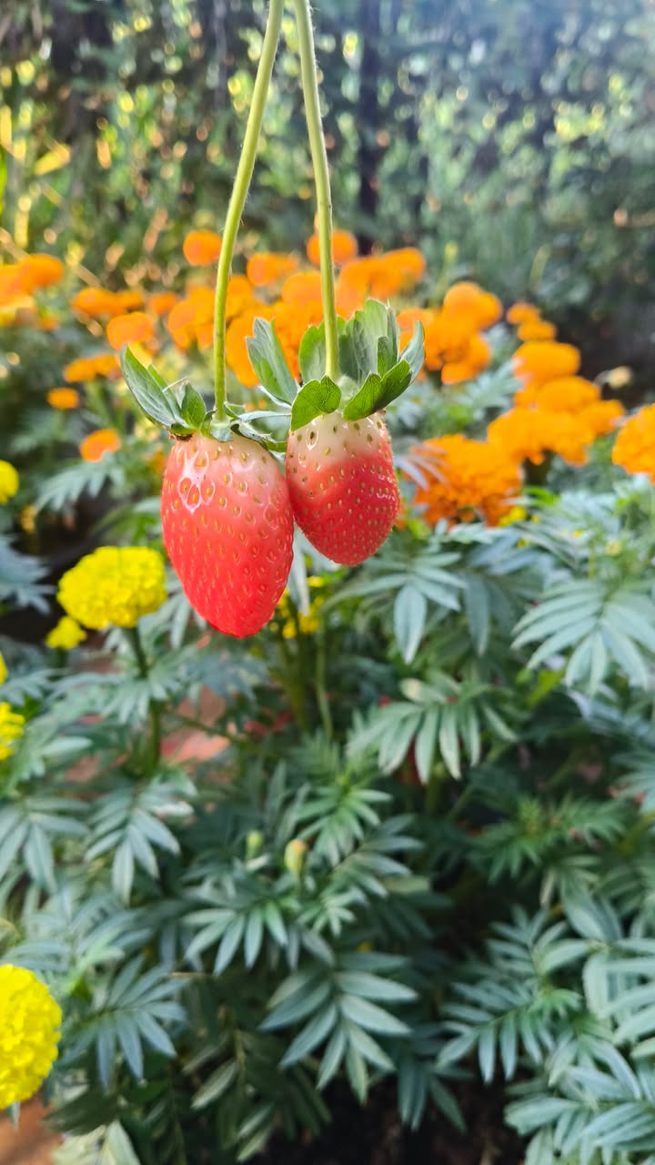 Đất nền 720m² Quảng Hiệp, Cư M'gar chỉ 560 triệu - Cơ hội đầu tư tuyệt vời!