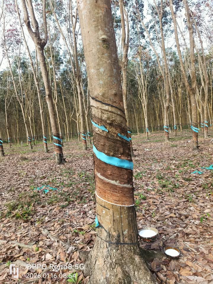 Đất nông nghiệp Đức Tài 1,3ha giá 22,75 tỷ - Sổ hồng chính chủ!