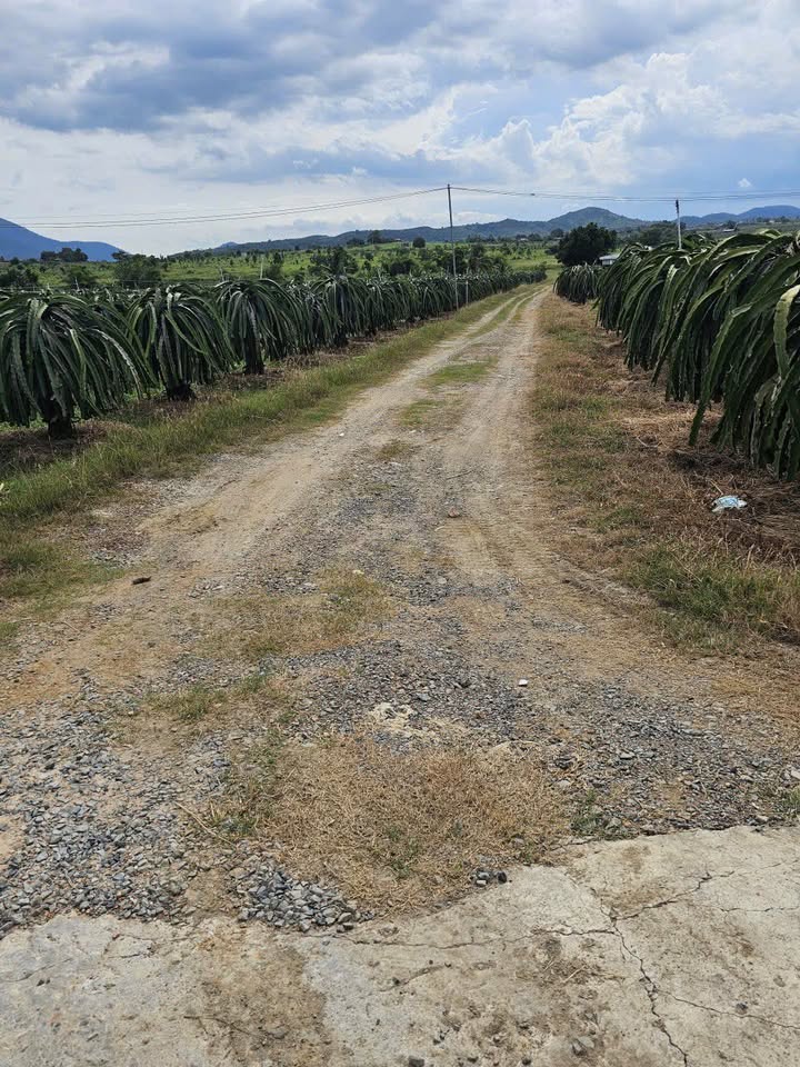 Đất Farm 7 sào tại Hàm Cường, Phan Thiết - Giá chỉ 665 triệu - Đầu tư sinh lời ngay!