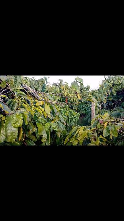 Đất rẫy cà phê đẹp 1ha tại xã Hà Bầu, giá thỏa thuận - Cơ hội đầu tư hấp dẫn!