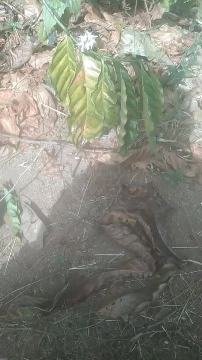 Đất cho thuê tại Thị trấn Đăk Đoa, Huyện Đăk Đoa - Diện tích 1300m², hợp đồng 9 năm!