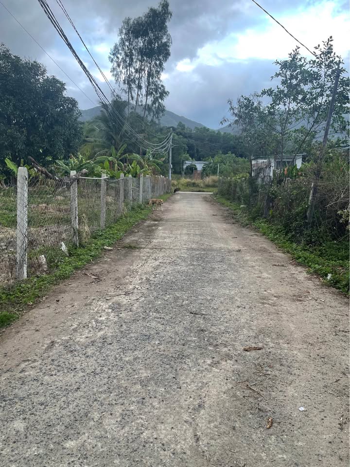 Đất nền Cam Lâm 100m² giá thỏa thuận - Khu dân cư đông đúc!