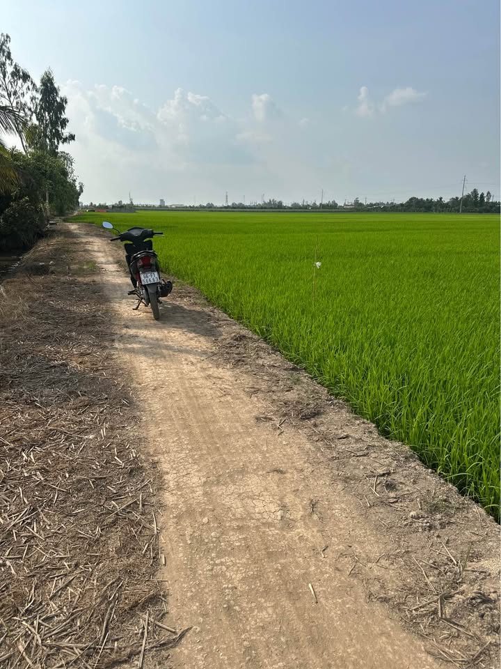 Đất nông nghiệp 18 công tại Tân Công Sính, Tam Nông - Giá chỉ 2.16 tỷ!