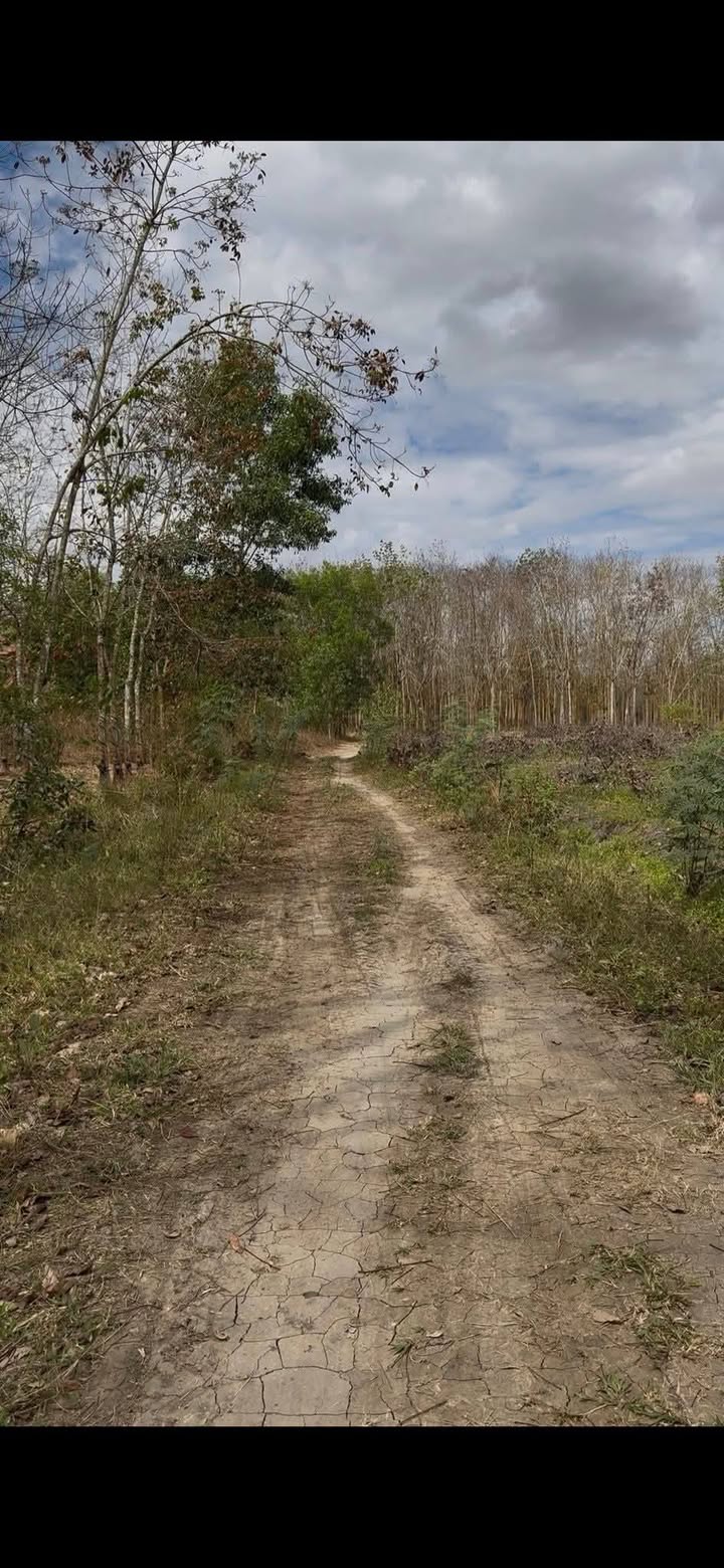 Farm đất 46000m² tại Ấp 7, Xã Thiện Hưng, Huyện Bù Đốp - Giá chỉ 4 tỷ VND