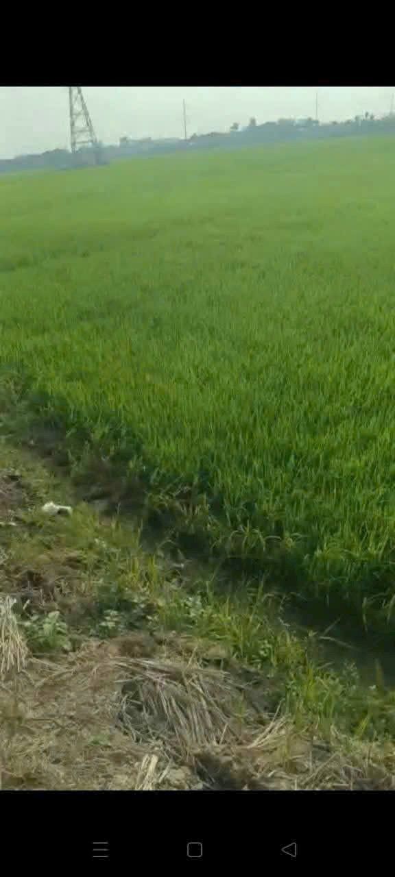 Đất nông nghiệp 4 công 6 ruộng tại Xã Mỹ Hiệp, Huyện Cao Lãnh, Đồng Tháp - Giá 1.656 tỷ - Thương lượng nhẹ!