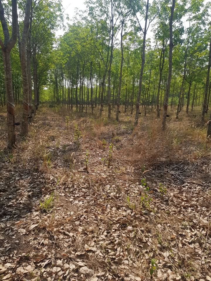 Đất Farm 1ha tại Lộc Thành, Lộc Ninh chỉ 1.7 tỷ - Đầu tư sinh lời ngay!