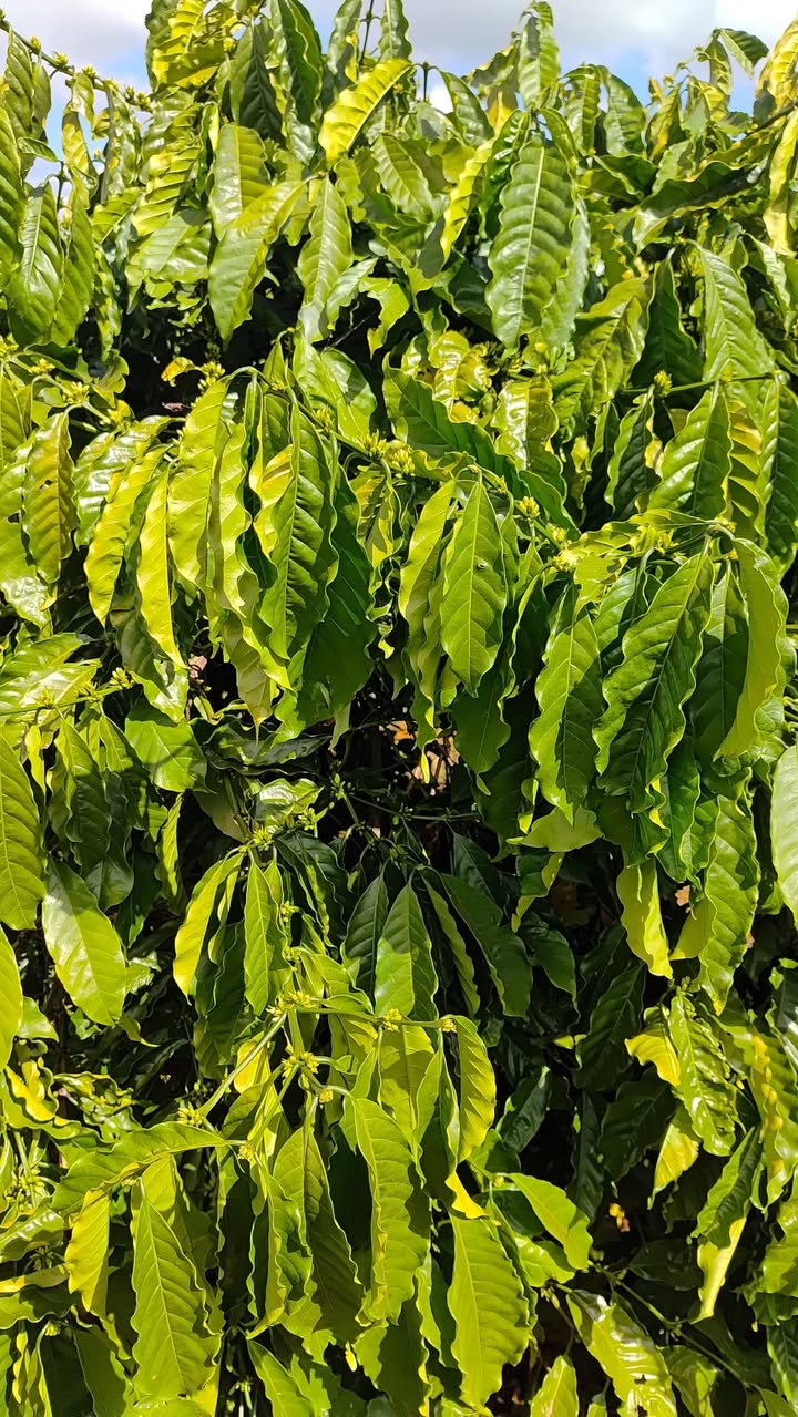 Farm cafe 28800m² xã Tân Thành, 1.3 tỷ - Đầu tư sinh lời ngay!