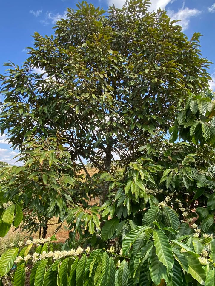 Đất nông nghiệp 9xào tại Quảng Lập, Đơn Dương - Giá 1.8 tỷ, cơ hội đầu tư hấp dẫn!