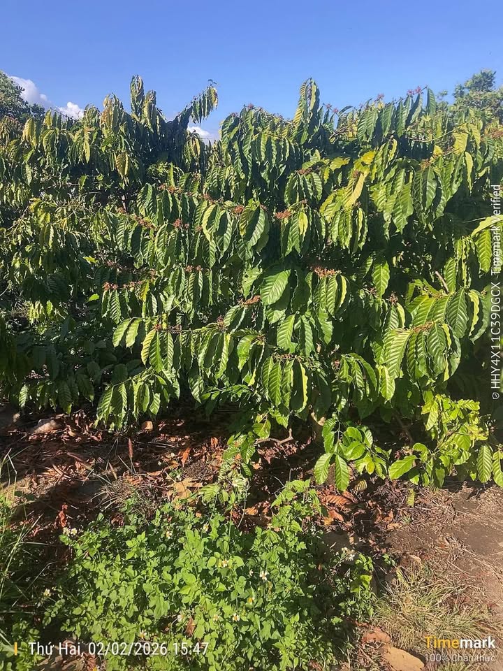 Đất nền xã Quảng Hiệp, Huyện Cư M'gar 2880m² giá 4.32 tỷ - Sổ đỏ chính chủ