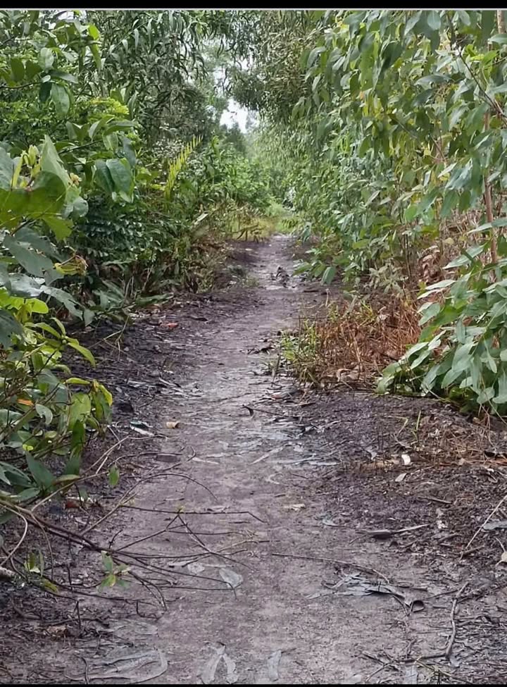 Đất vườn ấp 6 xã Thạnh Lợi 3.327m² giá 600 triệu - Sổ hồng riêng, chính chủ!