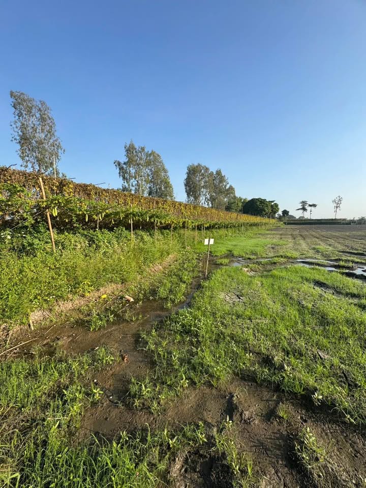 Đất nền phường Mỹ Thới, 1206m² giá 600 triệu - Cơ hội đầu tư hấp dẫn!