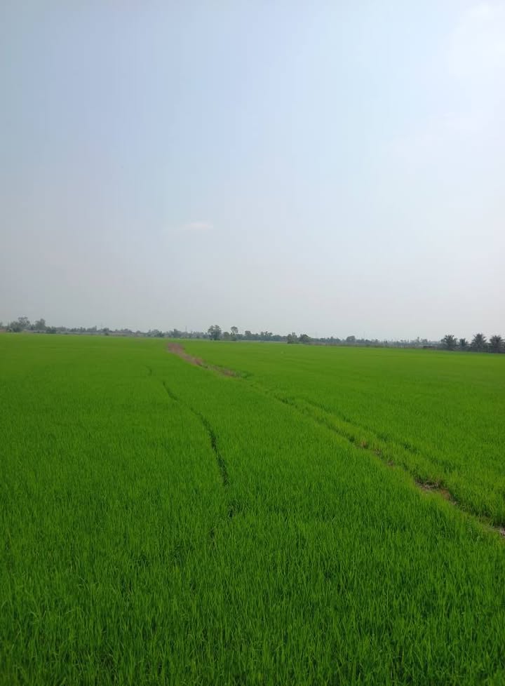 Bán gấp 3000m² đất ruộng Phường Long Sơn, Tân Châu - Giá tốt 540 triệu