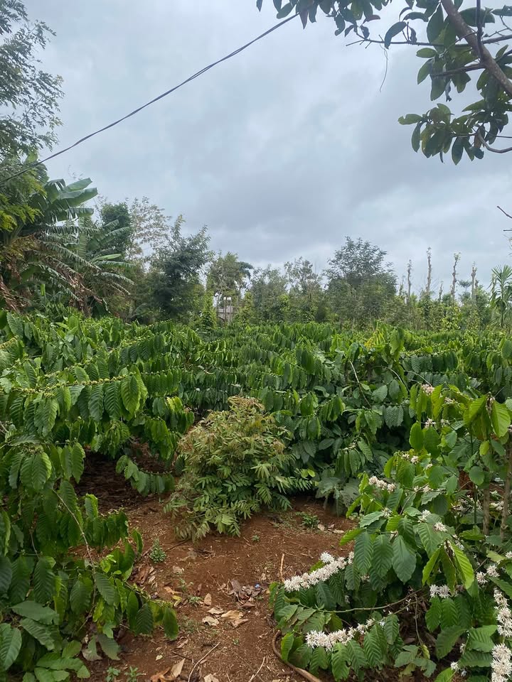 Đất nền xã Ea BHốk, huyện Cư Kuin, 290m² giá chỉ 350 triệu - Cơ hội đầu tư hấp dẫn!