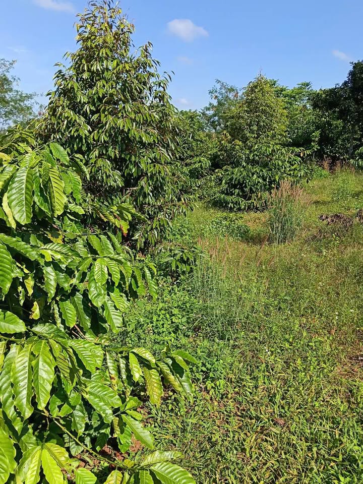 Đất nền xã Ea Siên, Buôn Hồ 10,000m² giá chỉ 3 tỷ - Cơ hội vàng cho nhà đầu tư!