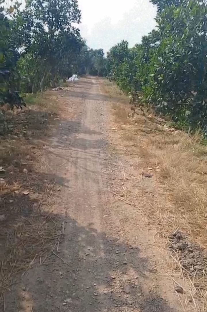 Farm 35 công tại xã Kiến Bình, huyện Tân Thạnh, Long An - Đầu tư sinh lời ngay!