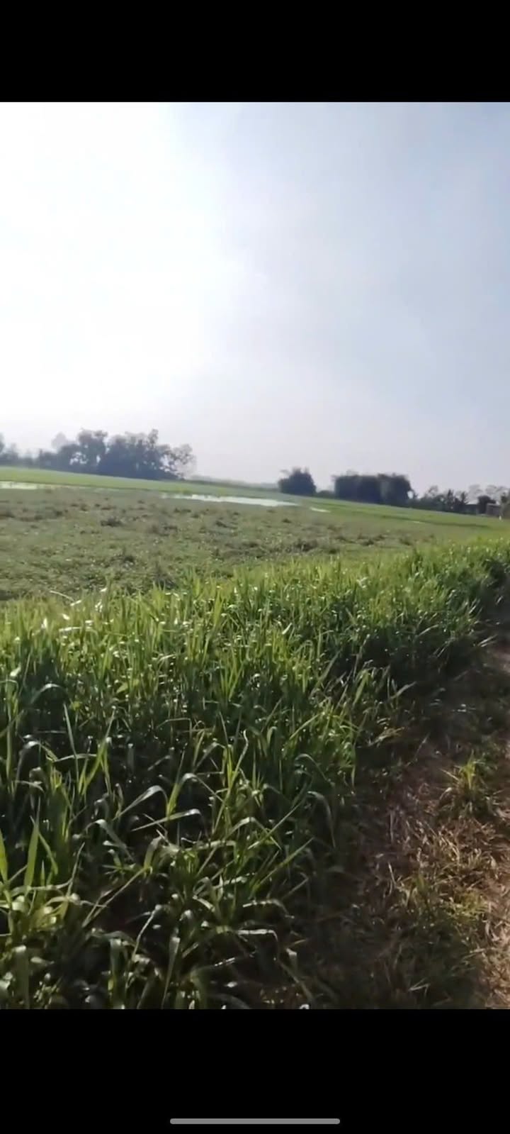 Đất Ruộng Phường 5 TP Sóc Trăng 1000m² giá 300 triệu - Mặt tiền bờ kênh