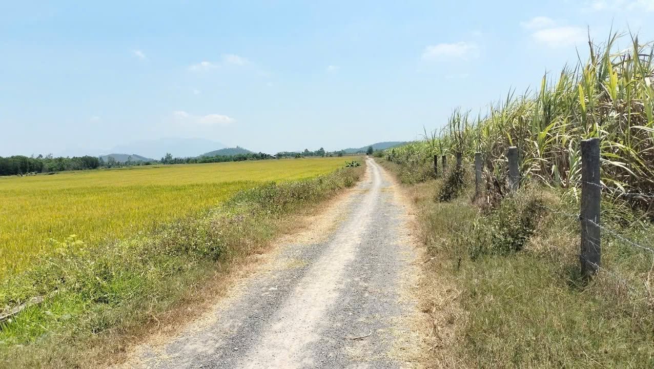 Mảnh vườn 1.4ha tại thôn 4 Ninh Sơn - Giá chỉ 1 tỷ, cơ hội đầu tư tuyệt vời!