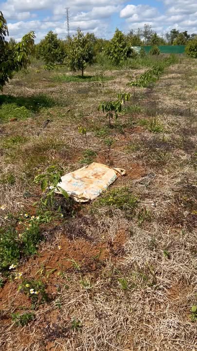 Đất Farm 1ha1 tại Buôn Gier, Krông Năng - Đầu tư sinh lời 5.4 tỷ