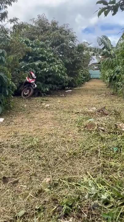 Đất Farm Bình Thuận Buôn Hồ 12,960m² - Cơ hội đầu tư sinh lời!