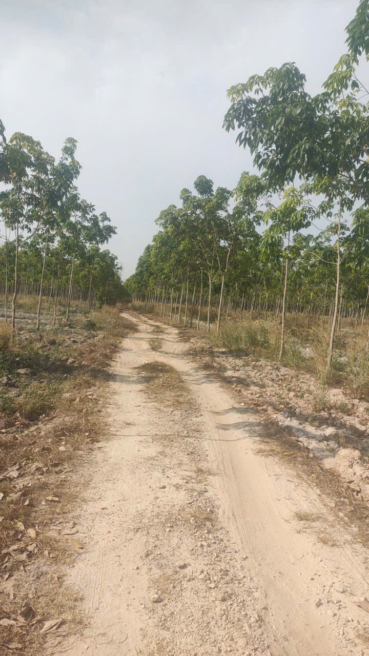 Đất Farm 1ha Xã Minh Thạnh, Huyện Dầu Tiếng giá 2 tỷ - Pháp lý rõ ràng, sẵn sàng giao dịch!