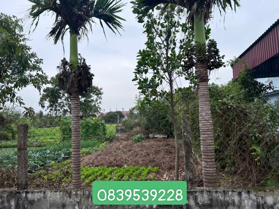 Đất nền Xóm 10, Xuân Ninh 95m² giá chỉ 800 triệu - Vị trí đắc địa cho tương lai!