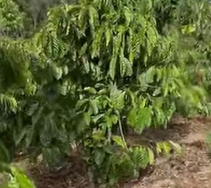 Đất nền 18.000m² tại Thôn 10, Xã Tân Thanh, Lâm Hà - Giá 600 triệu, cơ hội không thể bỏ lỡ!