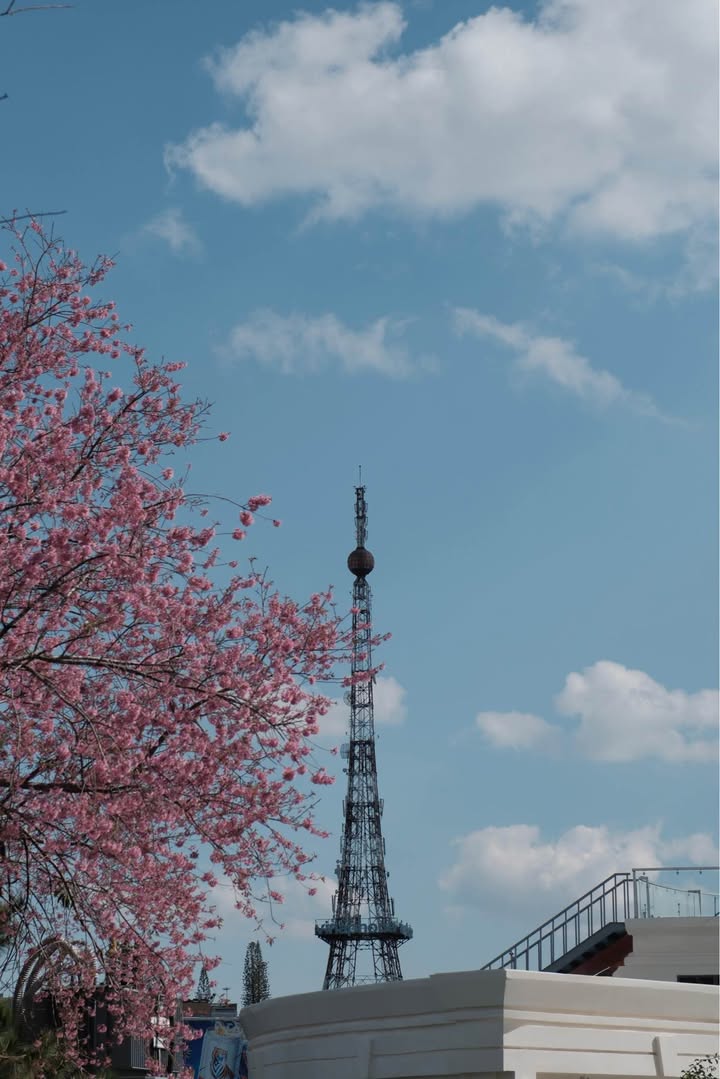 Phòng cho thuê Trên Nhà Có Mây - Đồi Chè Cầu Đất Đà Lạt, Giá từ 800k/đêm - Săn mây ngay tại cửa!