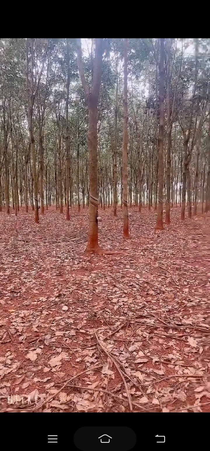 Farm Đồng Tiến, Huyện Đồng Phú, 5.6ha giá 32 tỷ - Sổ đỏ chính chủ, đầu tư sinh lời!