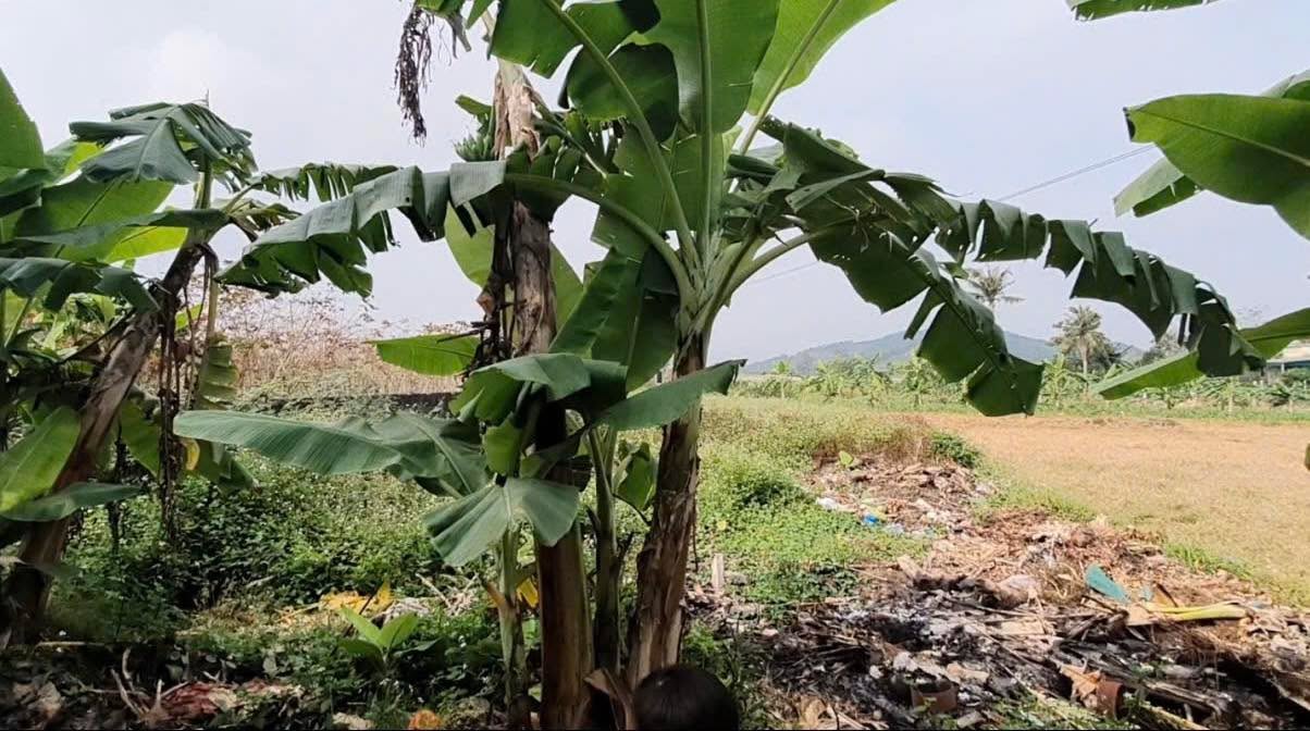 Đất nền Tiểu khu Nam Tiến - Nông Cống 179m² giá thỏa thuận - Cơ hội đầu tư hiếm có!