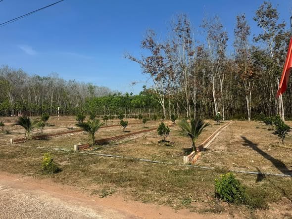 Đất nền Thổ cư xã Phước Sang - Huyện Phú Giáo 250m² giá chỉ 250 triệu