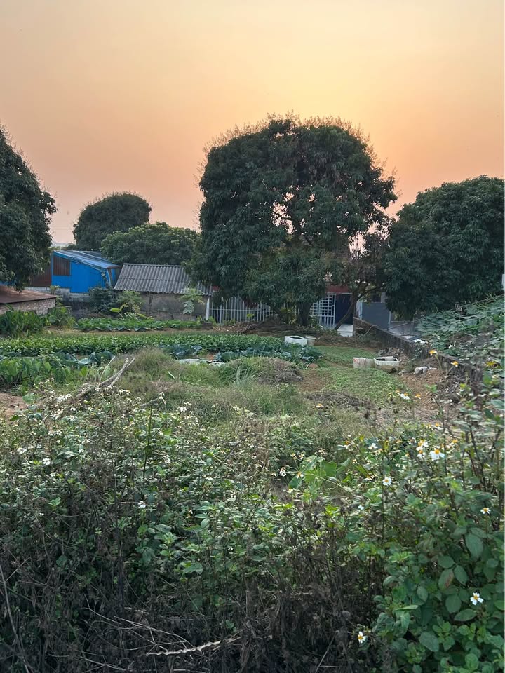 Đất nền đê Nhật Tựu Kim Bảng 98m² - Vị trí đẹp, giao thông thuận lợi!