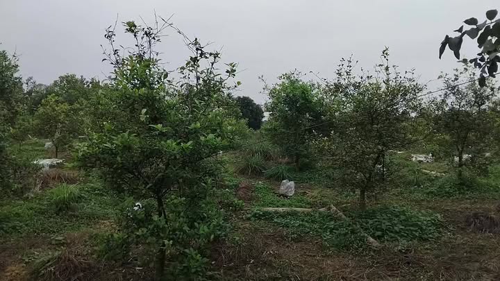 Đất nghỉ dưỡng 1,3 Ha tại Cao Xá, Phú Thọ giá chỉ 6 tỷ - Không khí trong lành!