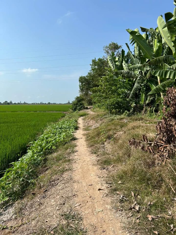 Đất nông nghiệp 5247m² tại Phường Mỹ Thới, Long Xuyên - Giá chỉ 2 tỷ VND!