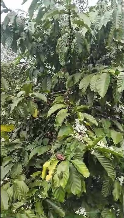 Đất rẫy Hòa Tiến 1080m² giá chỉ 2 tỷ - Cơ hội đầu tư hấp dẫn!