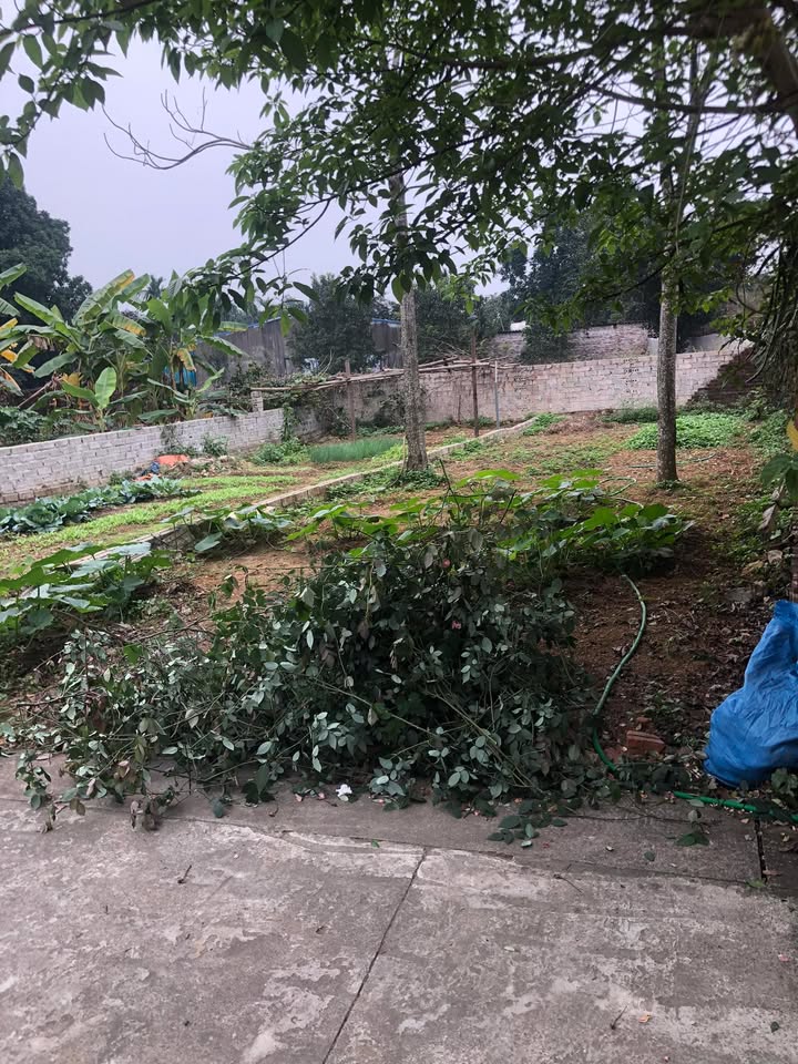 Đất nền Cổ Đông Sơn Tây 107m² giá thỏa thuận - Sổ đỏ chính chủ, ô tô vào tận nơi!