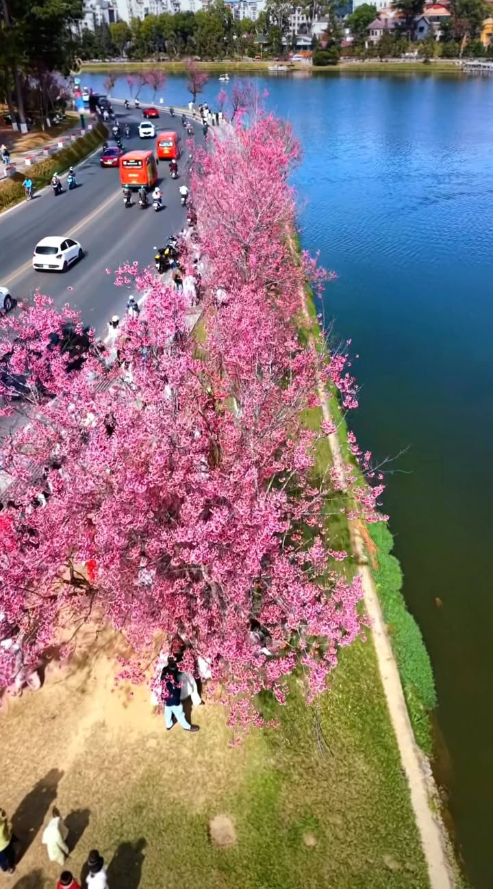 Đất xây dựng sổ đỏ Phường Lâm Viên Đà Lạt 200m² chỉ 11.5 tỷ - Nhanh tay sở hữu!